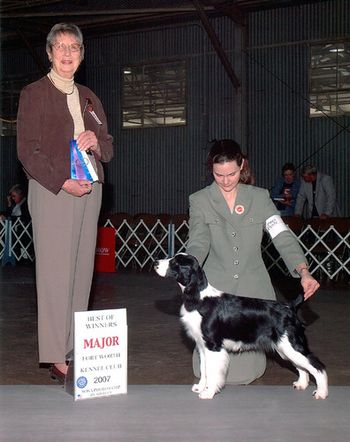 "Wilma" Ch. Chartwells Wippoorwill (Chase X Ch. Chartwells Right as Rain) Breeder - owner: Susan Campbell Wilma finished with 3 majors owner handled from the bred by class. 3rd place BBE from a huge class at the 2007 ESSFTA national specialty.
