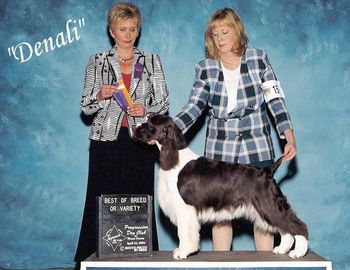 "Denali" Ch Briarton's What Women Want WD (Ch Nanjay's Braveheart X Ch Briarton's Dressed to Kill) Breeder Cathy VanKempen Owner Elizabeth Ross
