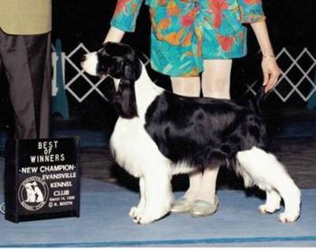 "Libby" A/C/UKC Ch. Briarton's Vision of Grandeur NA (Ch. Serenades Storm Warning X C Ch. Briarton's Blame Me On Cupid CD) Breeders - Owners: Cathy VanKempen & Mona Irvine 6/26/96 - 1/21/09 Libby's Page
