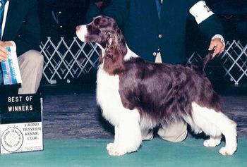 "Duece" A/UKC Ch. Briarton's Deuce Wld Blu Yndr JH (Ch Rendition Autumfire Armstrong X Ch Briarton's Noblesse Oblige') Breeder: Paula Kruer & Cathy VanKempen Owners: James and Michele Swenor July 24, 2001 - January 27, 2010
