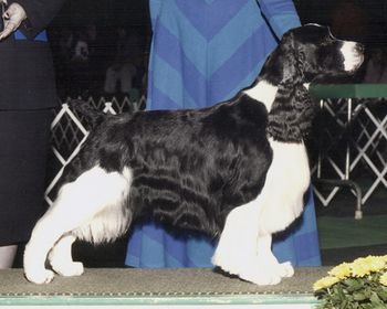 "Charlie" A/C Ch Briarton's Prince Charles A/C CD (Ch Sir Sampson of Fernwood X Ch Briarton's Consolation CD) Breeder: Mona Irvine Owner: Cathy VanKempen & Mona Irvine September 26, 1986 - January 1999

