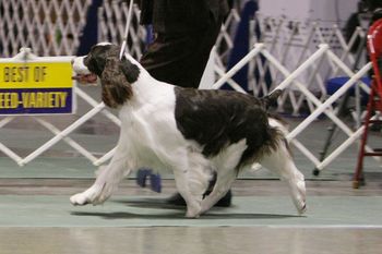 "Lindsay" Belay's Unforgetable (Kooper X A/C/UKC Ch. Belay's Remembrance) Breeders: Donna Hillman, Jenny Sweet, & Cathy VanKempen Owners: Jenny Sweet & Donna Hillman *Photo by Ruth Dehmel
