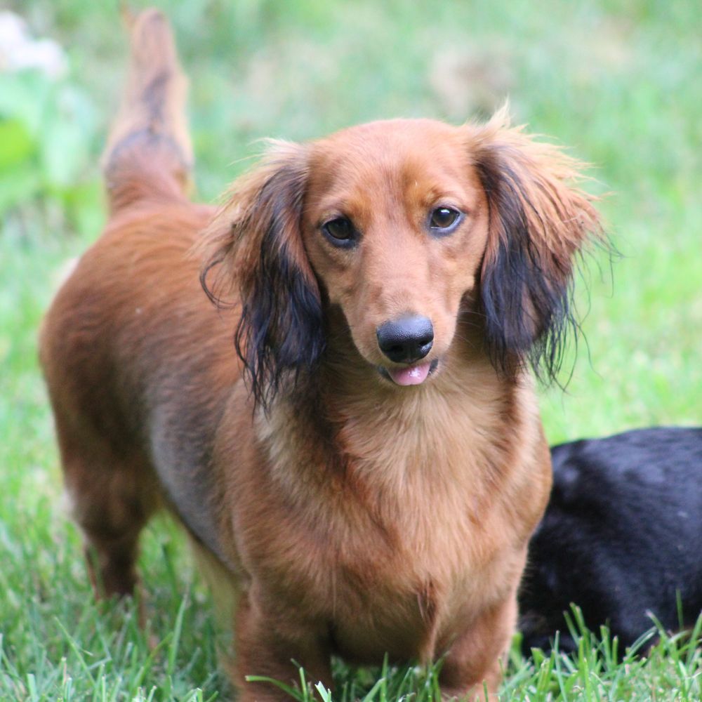 Moms Dachshunds Dachshund Moms