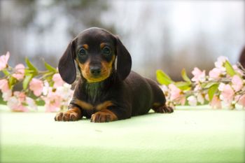 Short hair black and tan
