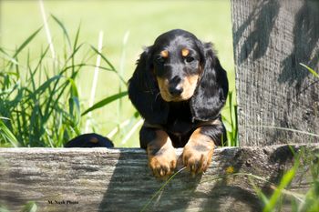 Long hair Black and tan
