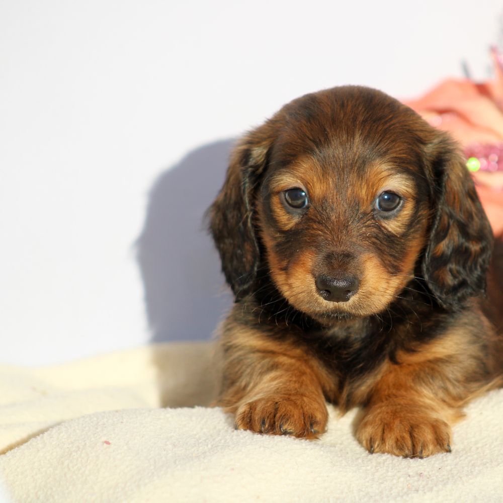 Moms Dachshunds - Dachshund Puppies