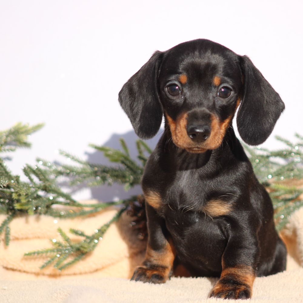 Moms Dachshunds Dachshund Puppies