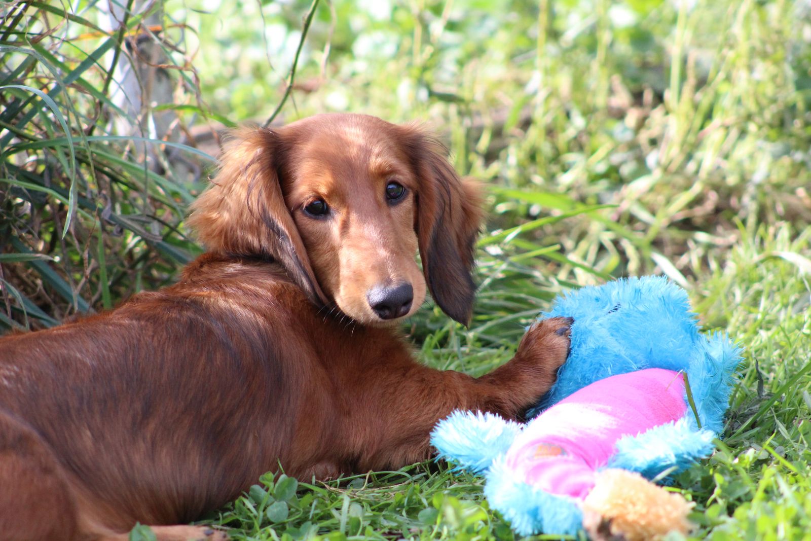 Moms Dachshunds Photos