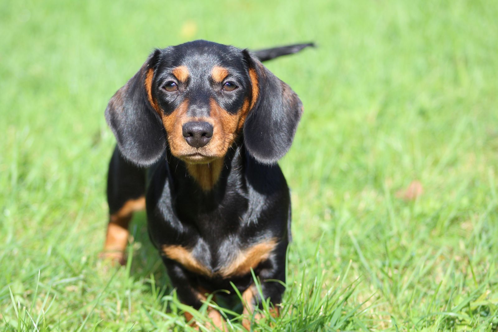 Moms Dachshunds Photos