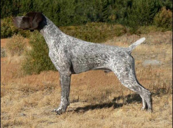 Honor German Shorthaired Pointers Sherman x Flir