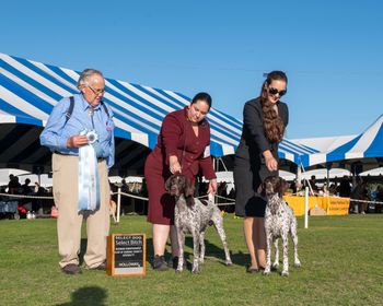 Select Dog - Revan
Select Bitch - Synesthesia
German Shorthaired Pointer Club of Orange County Specialty, Palm Springs, CA 2024
