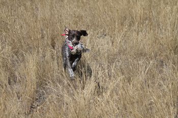 Retrieving Quail in Colorado
