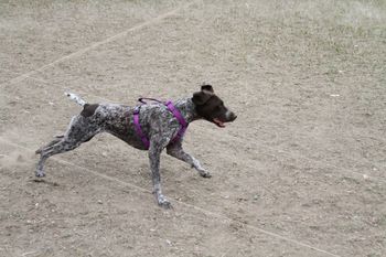 Lure Coursing in Colorado
