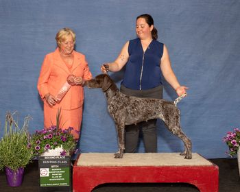 GSP Club of Washington Specialty Show 2nd Hunt Bitch Breeder Judge: Ms. Sue Harrison
