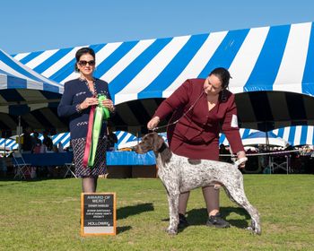 Award of Merit/BOBOH German Shorthaired Pointer Club of Orange County Specialty, Palm Springs, CA 2024
