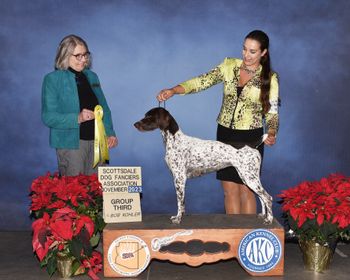 Sporting Group 3, Scottsdale Dog Fancier's Association Scottsdale, AZ 2023 - Handler: Alex Hooper
