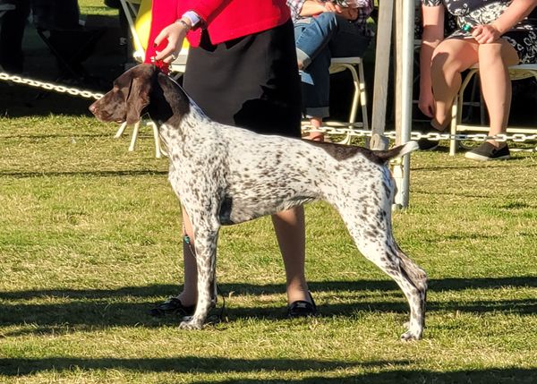 Edelmarke german hot sale shorthaired pointers