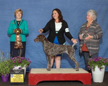 2nd Place Hunt Bitch NSS 2018 Breeder Judge: Mrs. Karen Nauer
