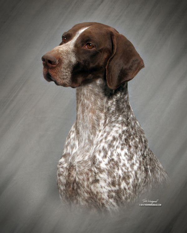 Sherman shorthaired sale pointer