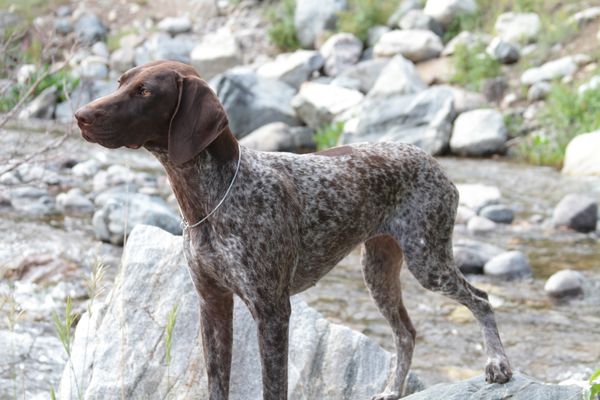 Honor German Shorthaired Pointers Flir