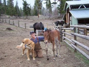 "Keira", Filly x To Be Sure, out of TB mare, foaled April 20, 2008. Owned by Lorraine Stubbins of Princeton, BC.
