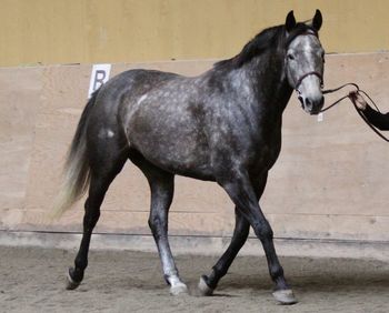 SOLD * Congratulations Janene Vandenborn of Langley, BC. TBS Serena 2004 ISH mare by To Be Sure, out of Anglo mare. Well built and correct. She is extremely sweet natured and loves kids. Flatting nicely at walk, trot and canter. Still green, but an easy, willing student. Loves trails, goes thru water boldly (This is an extremely bold mare!) Has been started over fences lightly and is proving to have a lot of scope. Finish 15.3hh. IRISH EXTRAVAGANZA 2009 5th - 4 yr old & up Irish Draught Sport Horse VIDEO LINK: http://www.youtube.com/watch?v=RHzYzz10kYE
