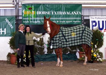 Bres wins Irish Sport Horse Stallion in hand class.
