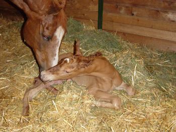 TBS Flynn - Born May 2004 x To Be Sure out of TB mare x Two Bowls of Rice, x Winning Shot.
