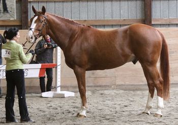 To Be Sure - Winner of 4yr and up Irish Draught Sport Horse at the Irish Horse Extravaganza 2009.
