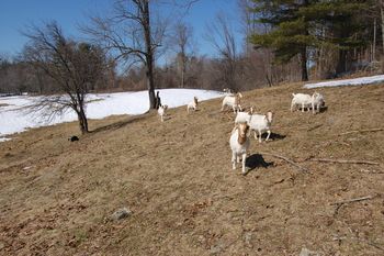 Griz, 11 mos., gathering goats
