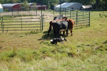 Pete, 15mos., penning cattle
