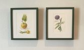 Botanical Study - Diptych