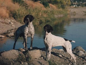 CH LUKE SKYWALKER AND CH MOHAVE VALLEY BOTH NATIONAL WINNERS  SIRE BISS CH MINADOS PARADE DRUM MAJOR  DAM CH MARILESS ALMOND ROCA
