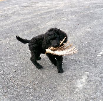 Melvin returning a pheasant wing to me. 7 weeks old.
