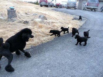 Madeline leading her puppies on an outing in the big wide world. April 30th, 2011
