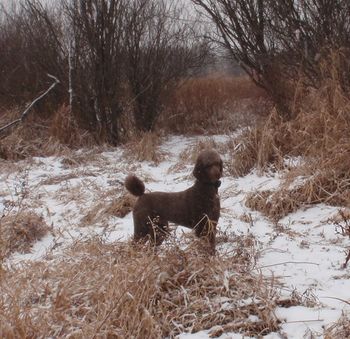 Woodie on a pheasant hunt.
