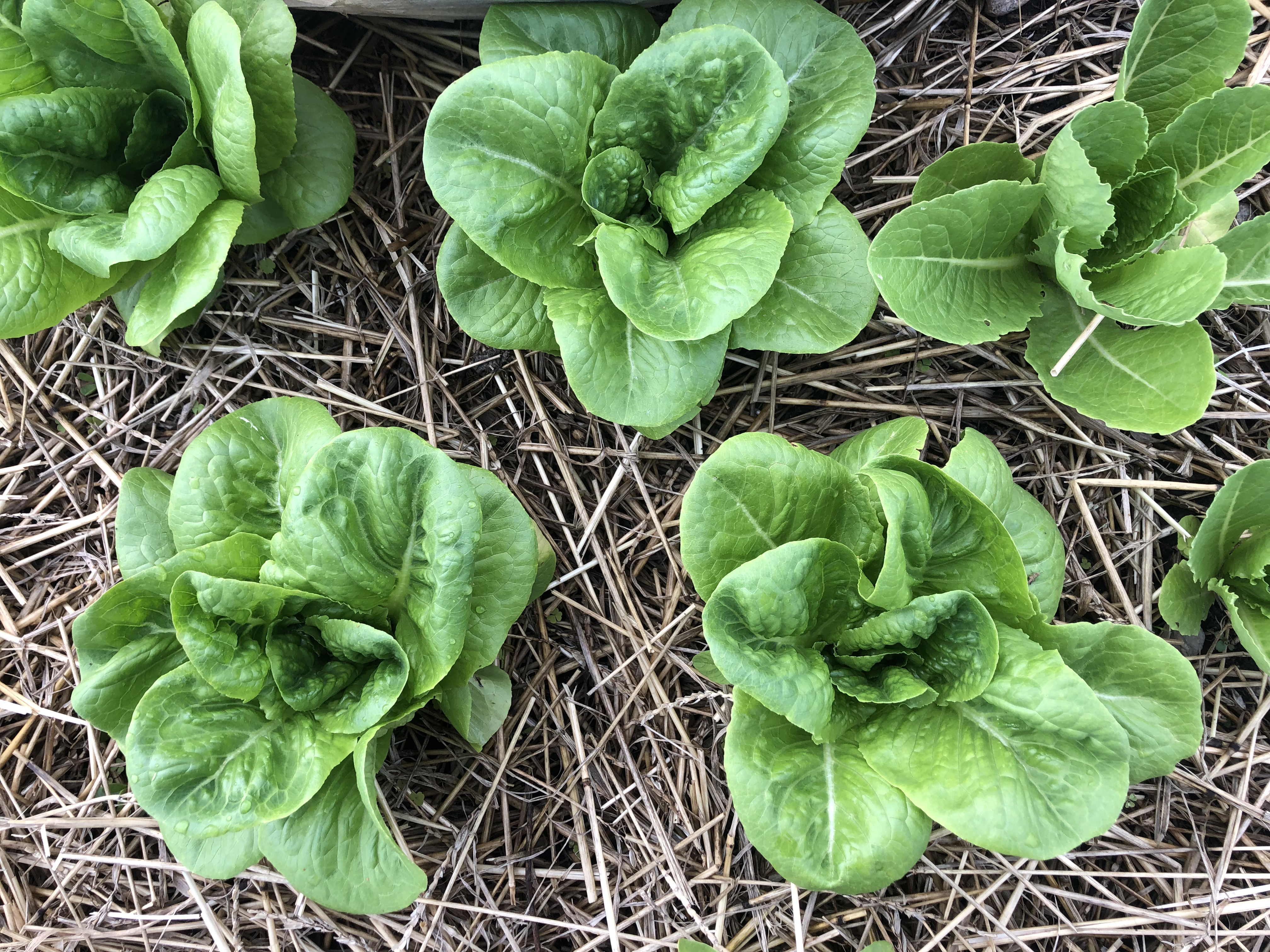 Aunt Mae Bibb lettuce growing in straw. 