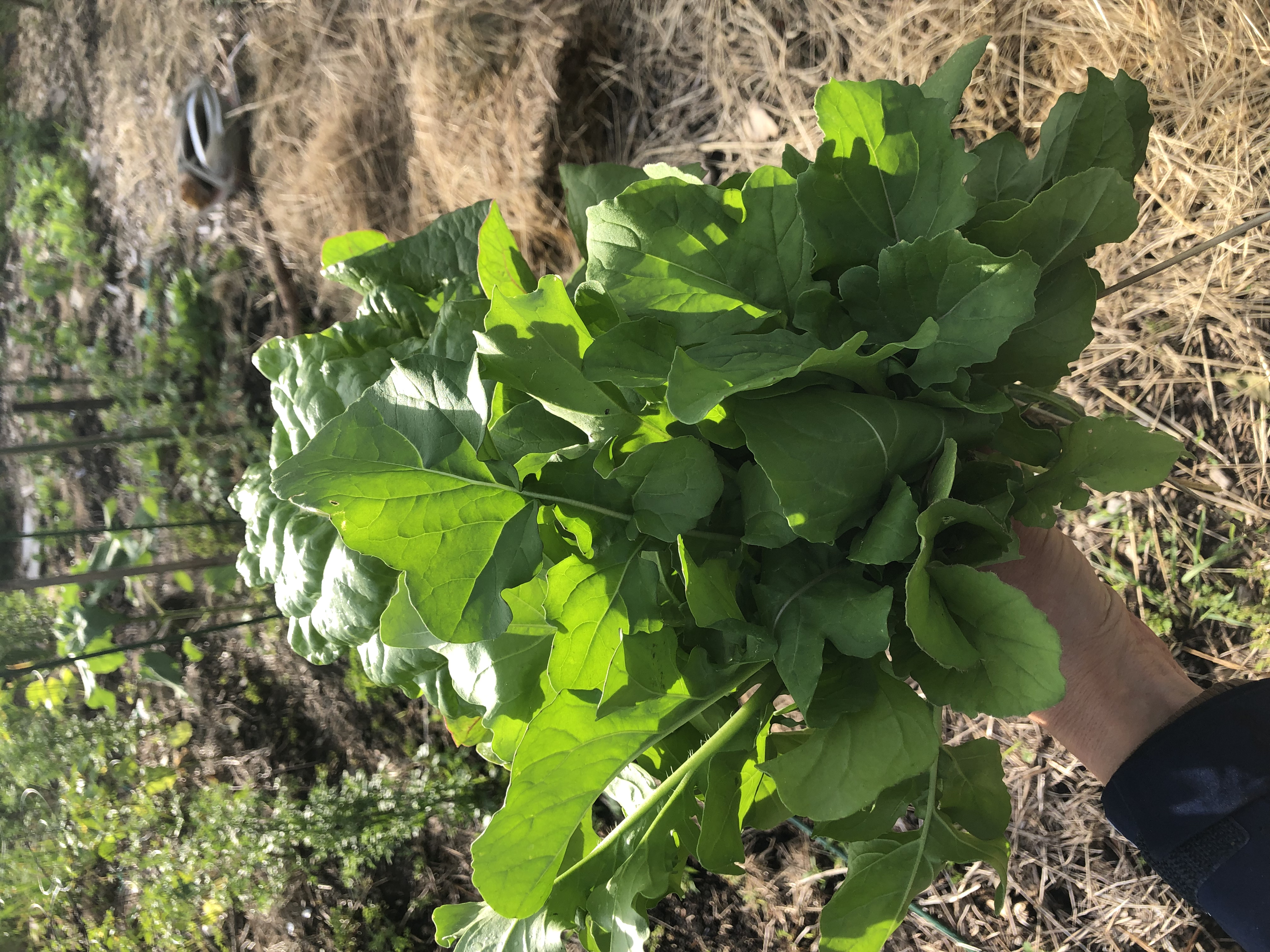 A bouquet of astro arugula. 