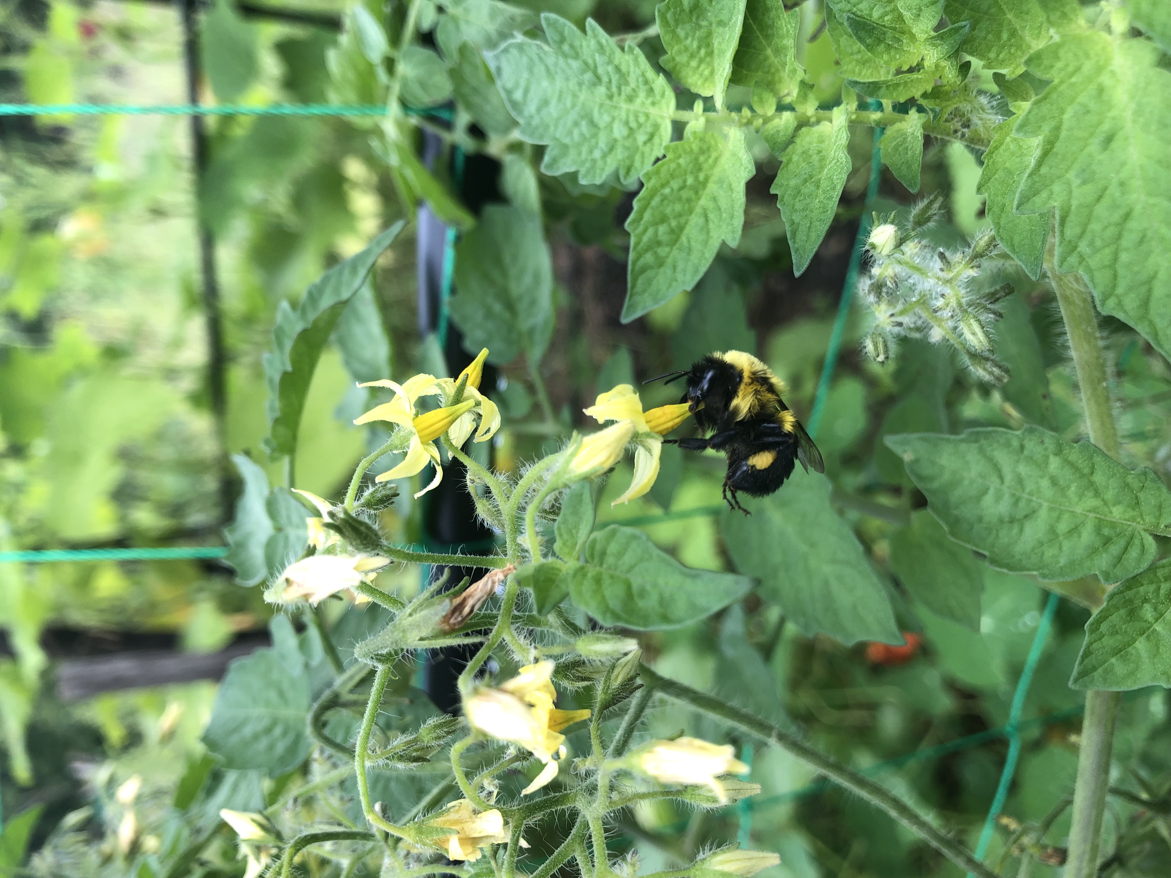 A bee pollinating a tomato blossom. 