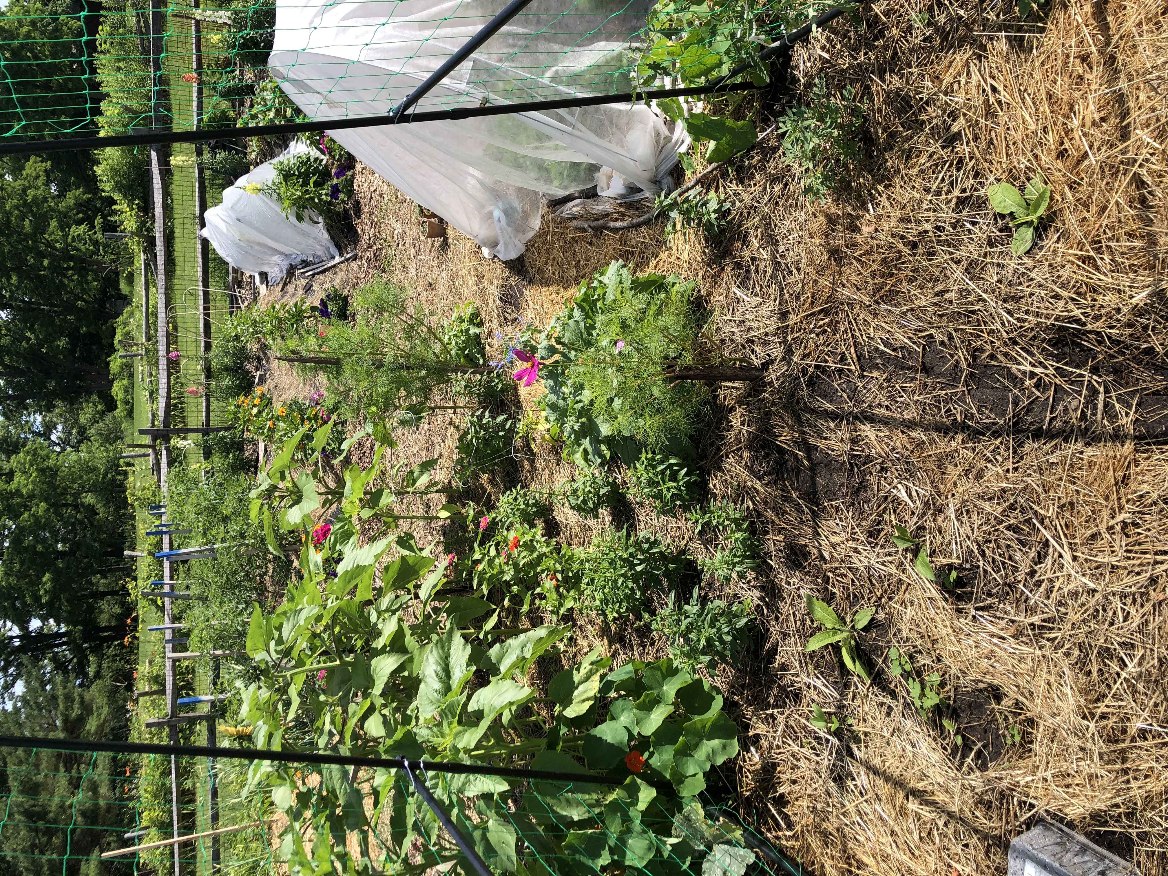 Establishing the squash trellis and flower forest. 