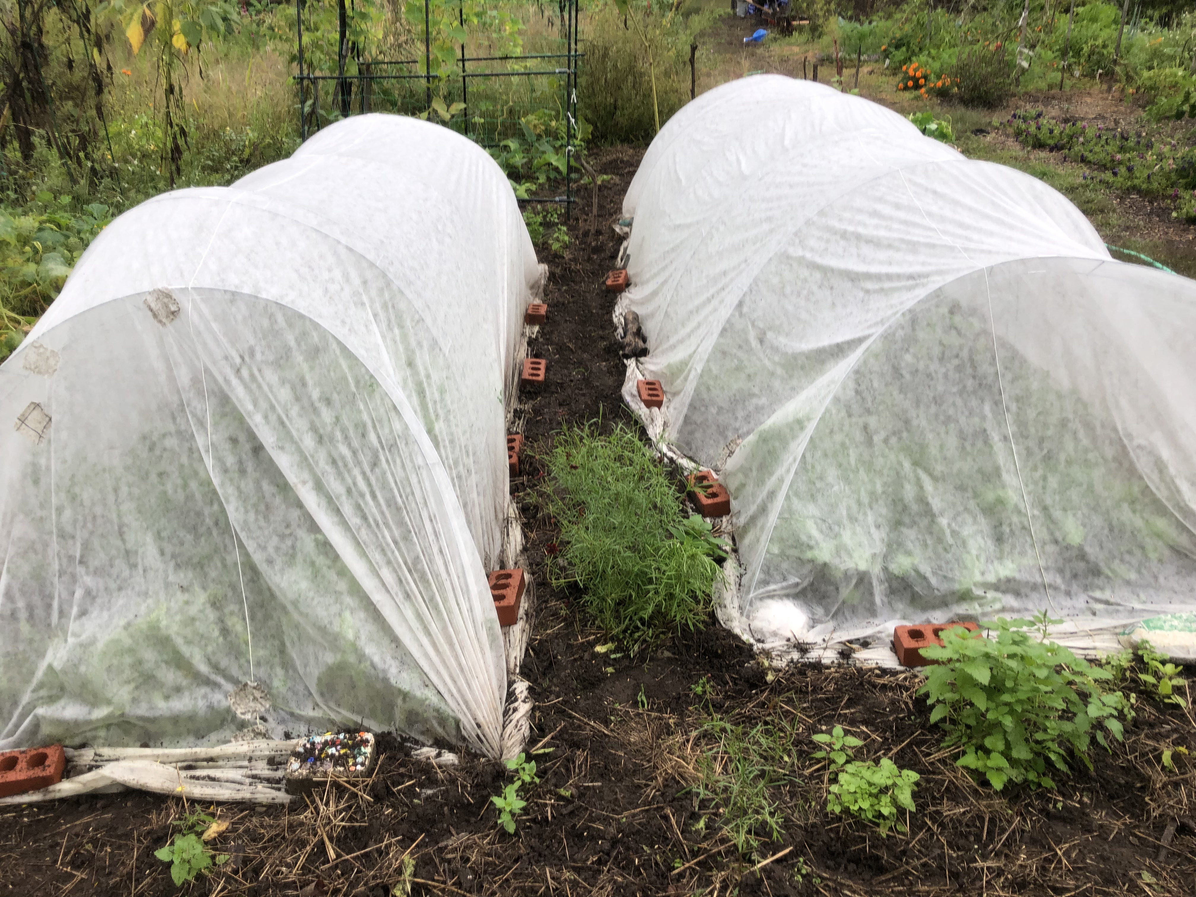 Row covers in an early autumn garden, on a cloudy day.  