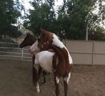 My horses MAVERICK in the front and BO in the back
