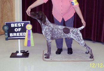 Long Beach, MS December 2010 - 10 months old - BOW/BOB/Group 3 (UKC)
