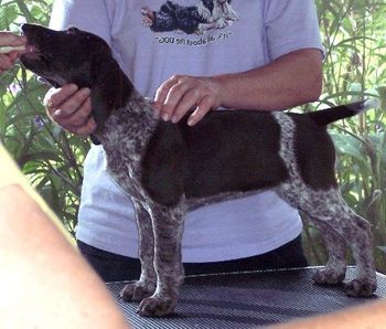 8 weeks old - Mirror Image
