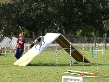 Second Level of Agility Classes.
