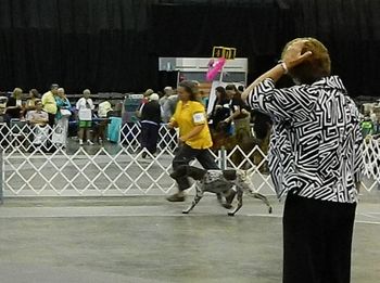 Kenner Dog Show ~ August 6, 2011
