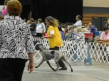 Kenner Dog Show 6 August 2011
