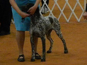 Hattiesburg, MS Dog Show ~ WD ~ 25 Feb 2012
