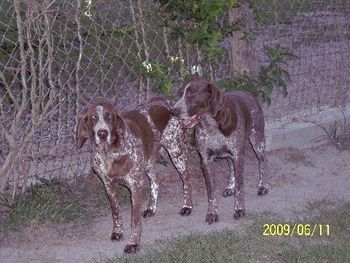 Beastie & her Mama, Ginger
