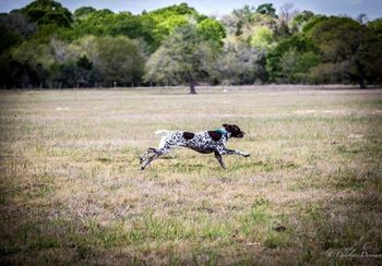 Lure Coursing...
